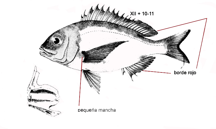 Dentex maroccanus_01.jpg